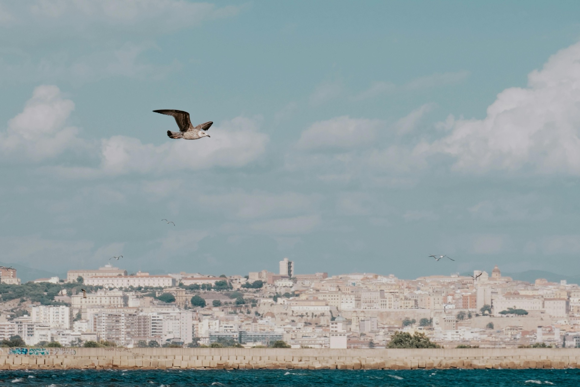 Cagliari coastal panorama with a seagull in flight